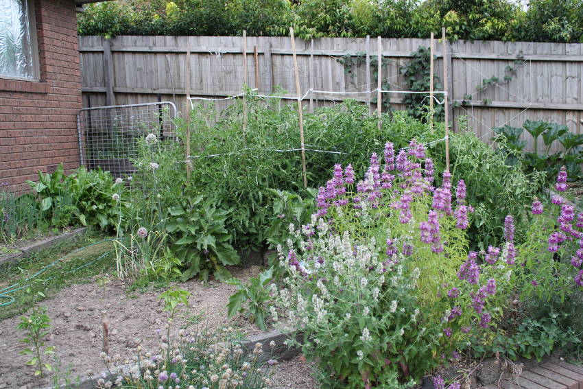 Catnip in Garden